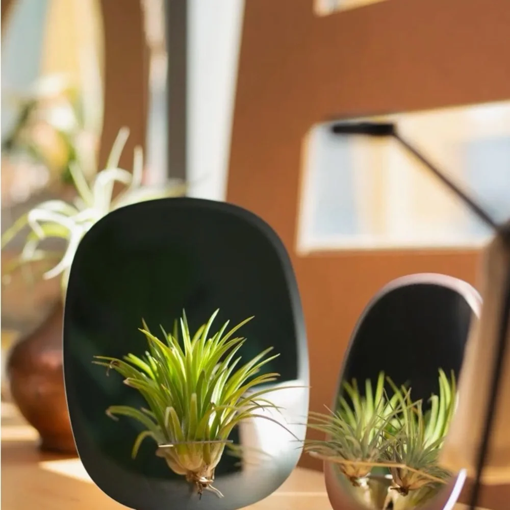Rectangle Mirror Planter For Air Plants